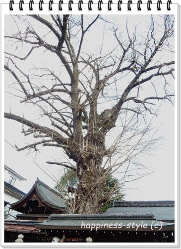 大将軍神社樹齢800年のイチョウのご神木