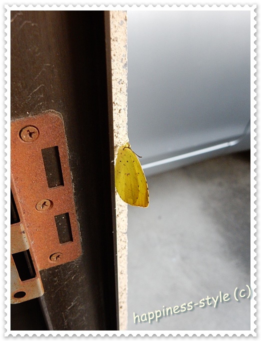 玄関を開けたら黄色い蝶が止まってる