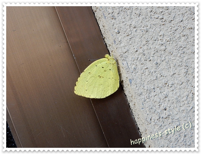 玄関戸に止まっていた黄色い蝶を横から撮った